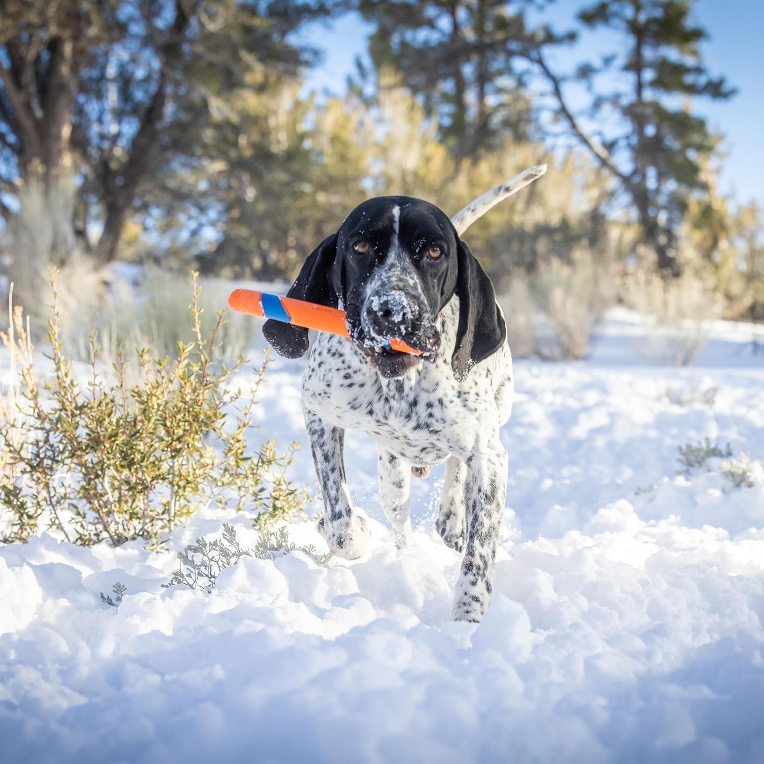 Chuckit Ultra Fetch Stick Outdoor Dog Toy, 12 Inches, for All Breed Sizes