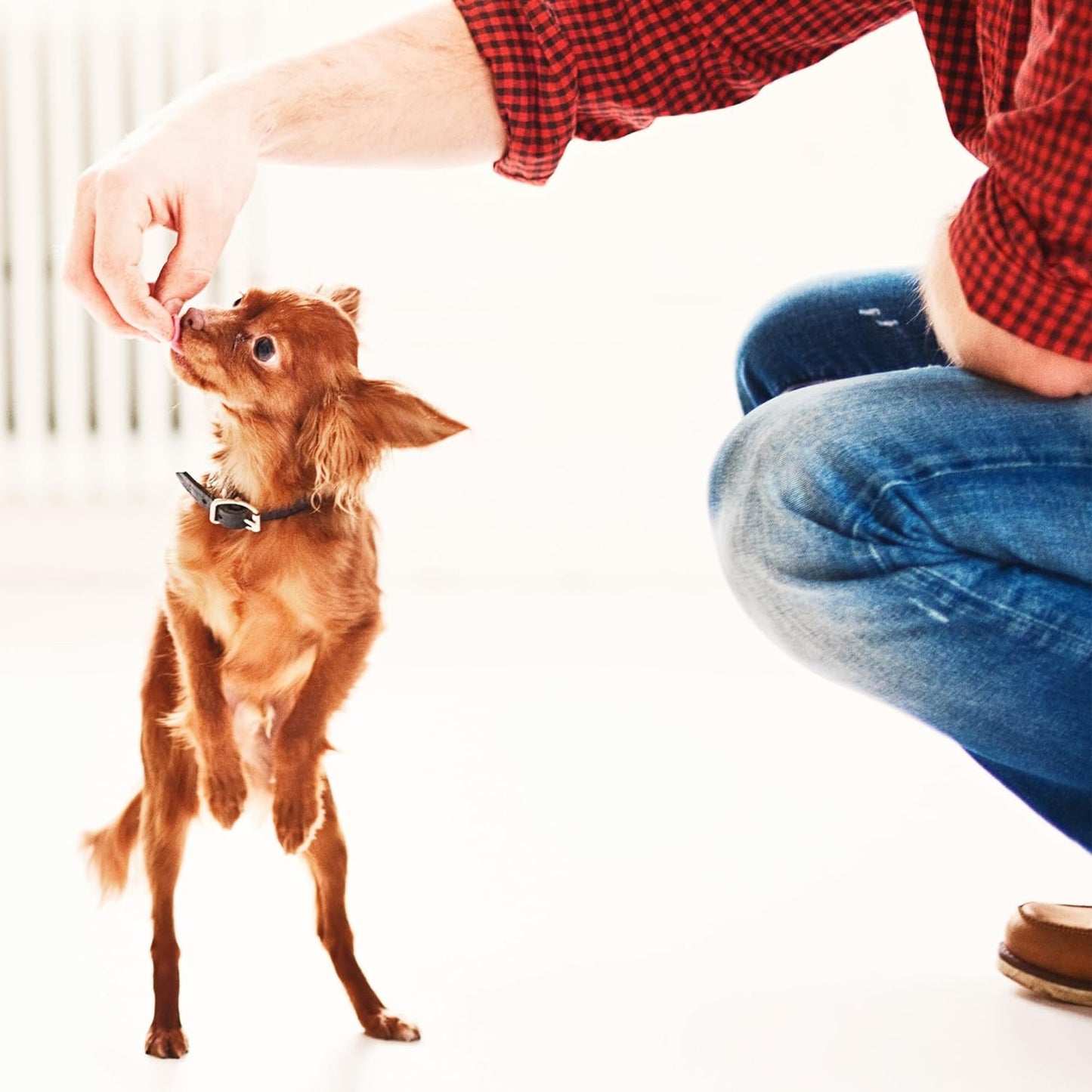 Dog Treats Pumpkin & Banana Flavor, 7 Oz